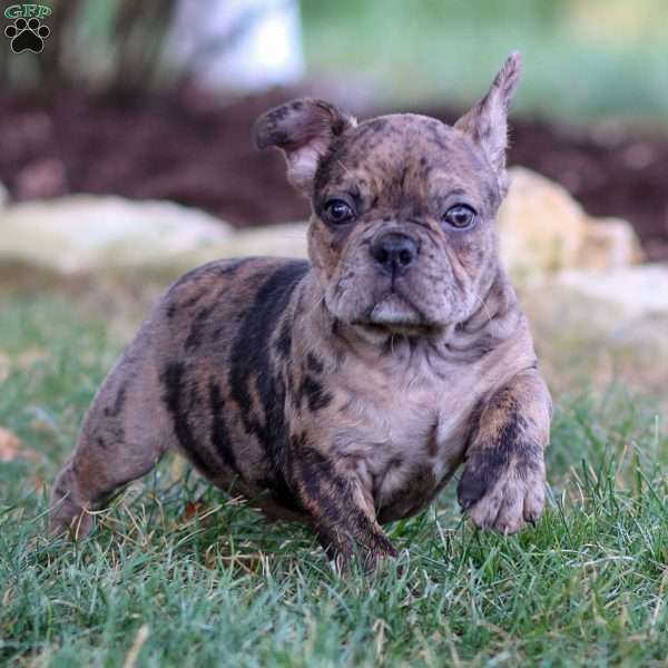 Bandit, Frenchton Puppy