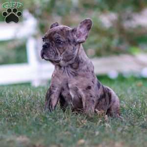 Bandit, Frenchton Puppy