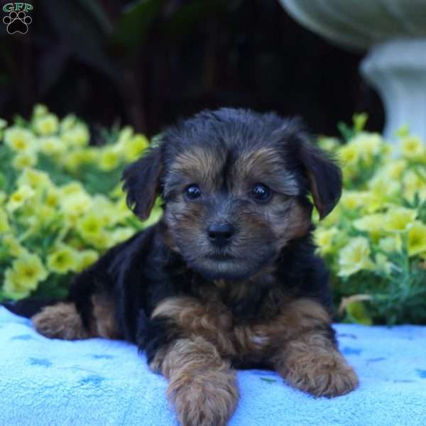 Bandit, Miniature Poodle Mix Puppy