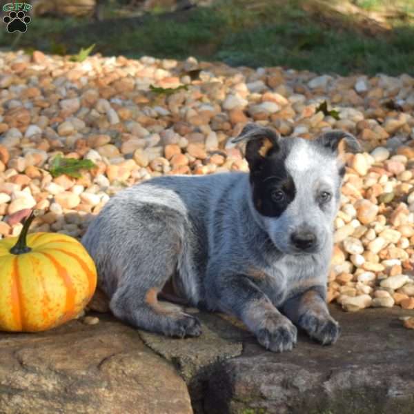 Banjo, Blue Heeler – Australian Cattle Dog Puppy