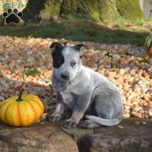 Banjo, Blue Heeler – Australian Cattle Dog Puppy