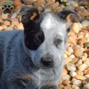 Banjo, Blue Heeler – Australian Cattle Dog Puppy