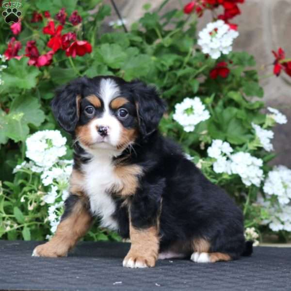 Banjo, Miniature Bernese Mountain Dog Puppy