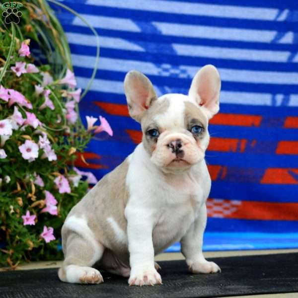Banjo, French Bulldog Puppy