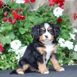 Banjo, Miniature Bernese Mountain Dog Puppy