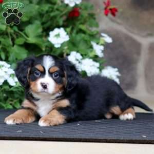 Banjo, Miniature Bernese Mountain Dog Puppy