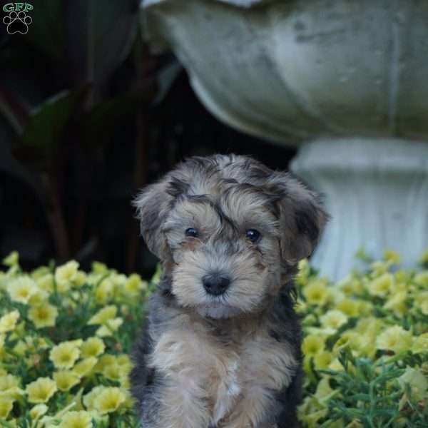 Banjo, Miniature Poodle Mix Puppy