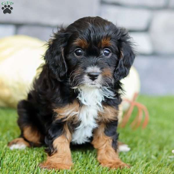 Barbie, Cavapoo Puppy