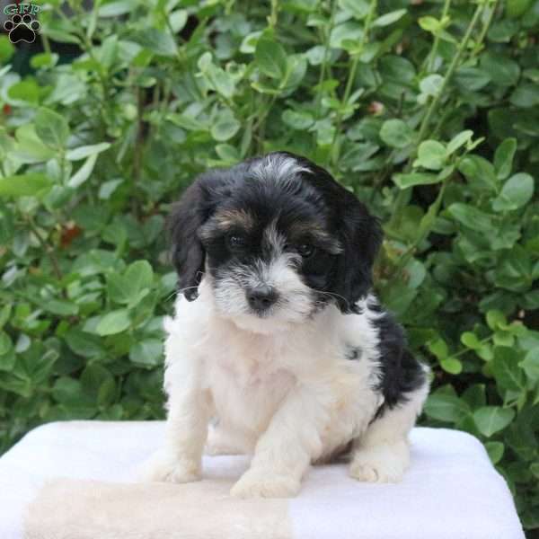 Barnaby, Cavapoo Puppy