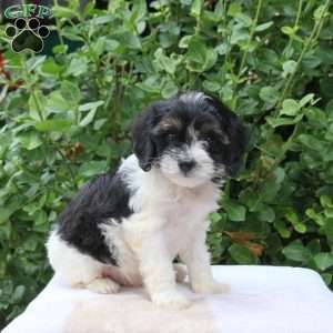 Barnaby, Cavapoo Puppy