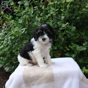 Barnaby, Cavapoo Puppy