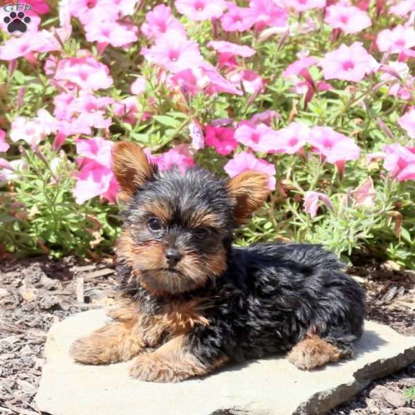 Barney, Yorkie Puppy