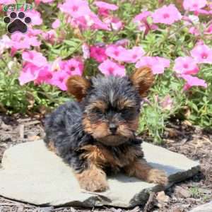 Barney, Yorkie Puppy