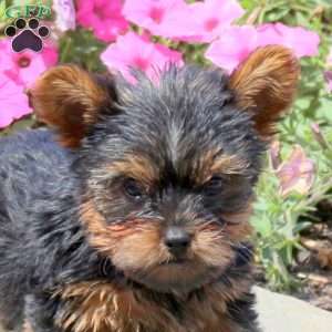 Barney, Yorkie Puppy