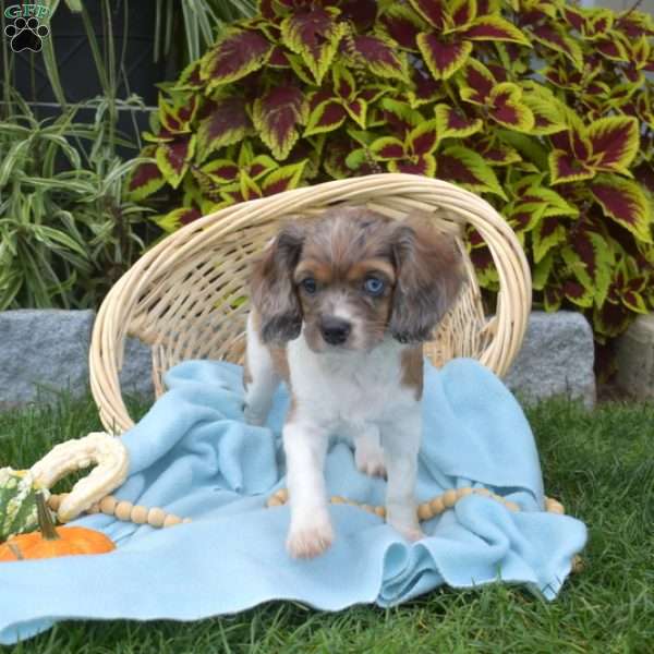 Basil, Cavapoo Puppy