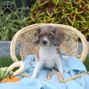 Basil, Cavapoo Puppy