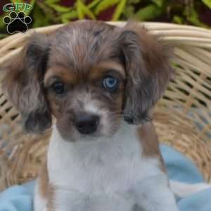 Basil, Cavapoo Puppy