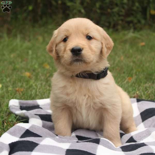 Baxter, Golden Retriever Puppy