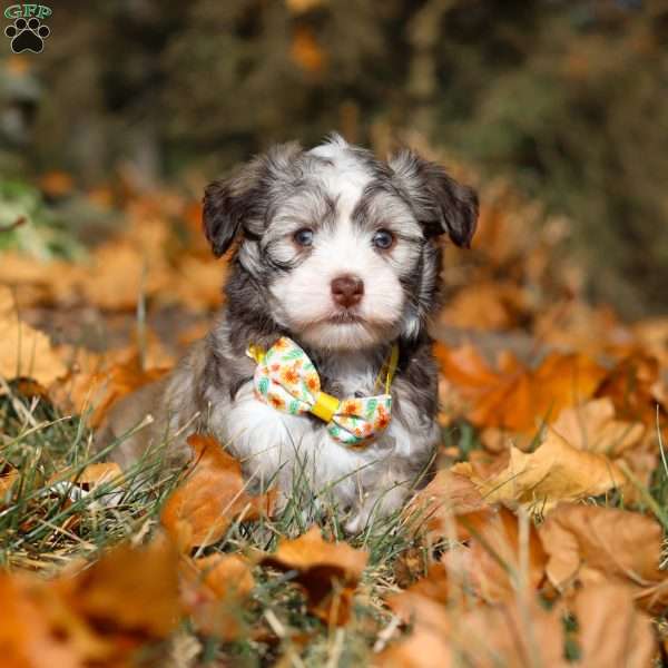 Baxter, Havanese Puppy