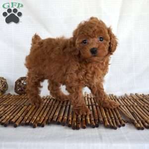 Bea, Toy Poodle Puppy