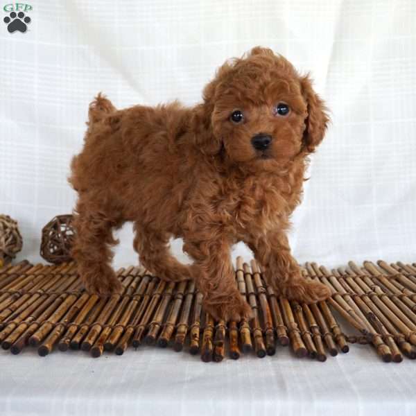 Bea, Toy Poodle Puppy