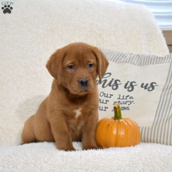 Bear, Fox Red Labrador Retriever Puppy