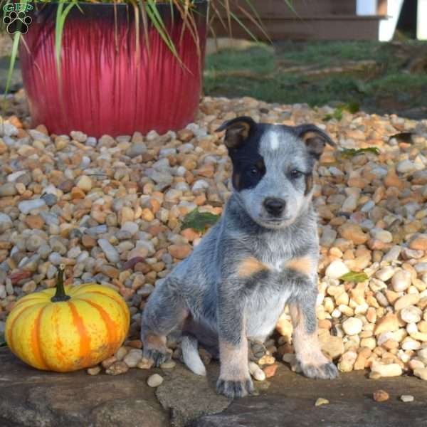 Bear, Blue Heeler – Australian Cattle Dog Puppy