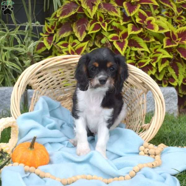 Bear, Cavapoo Puppy