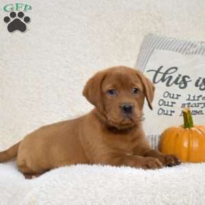 Bear, Fox Red Labrador Retriever Puppy