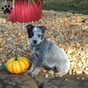 Bear, Blue Heeler – Australian Cattle Dog Puppy