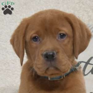 Bear, Fox Red Labrador Retriever Puppy