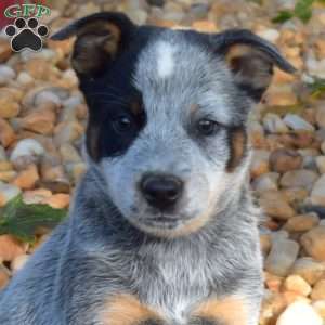 Bear, Blue Heeler – Australian Cattle Dog Puppy