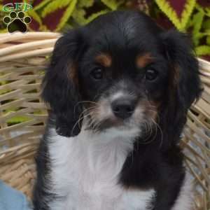 Bear, Cavapoo Puppy