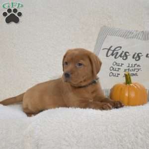 Bear, Fox Red Labrador Retriever Puppy