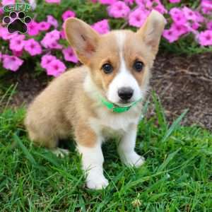 Bear, Pembroke Welsh Corgi Puppy