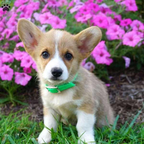 Bear, Pembroke Welsh Corgi Puppy