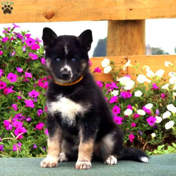 Beauty, German Shepherd Mix Puppy