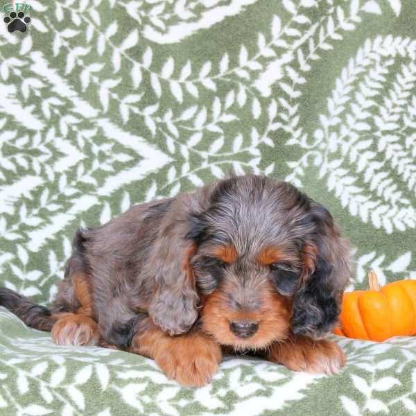 Becca, Springerdoodle Puppy