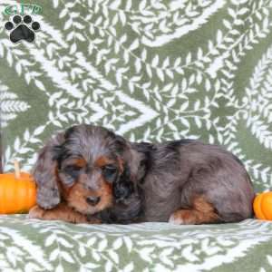 Becca, Springerdoodle Puppy