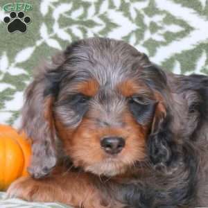 Becca, Springerdoodle Puppy