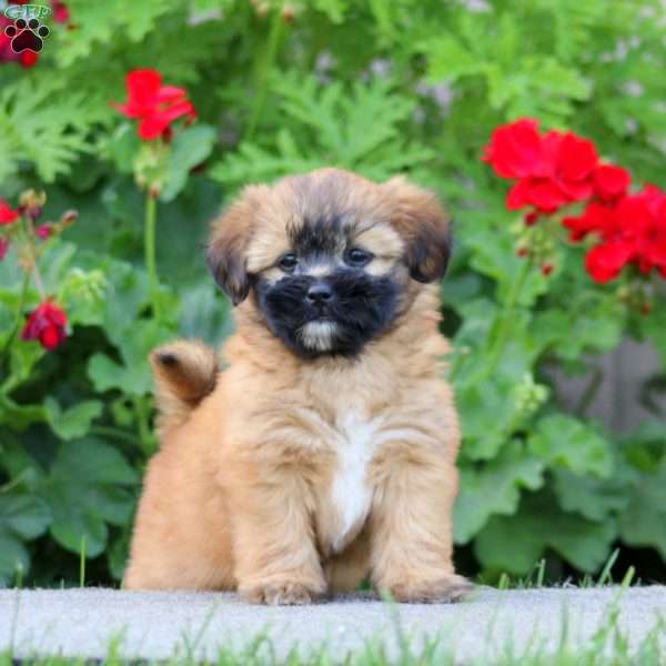 Becky, Shih Tzu Mix Puppy