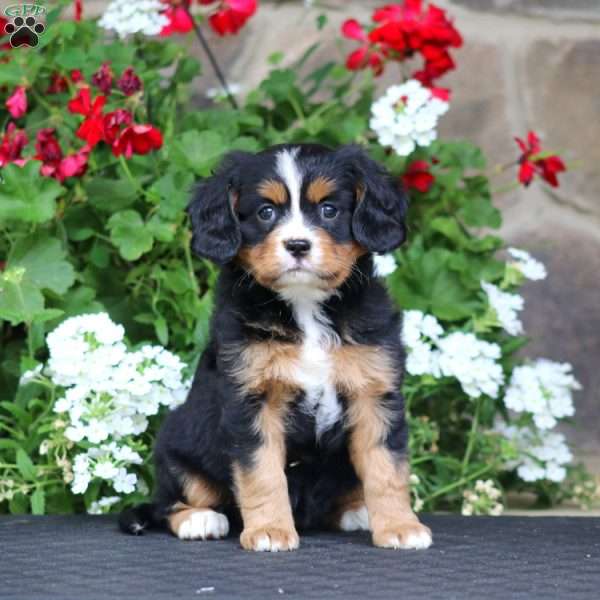 Becky, Miniature Bernese Mountain Dog Puppy