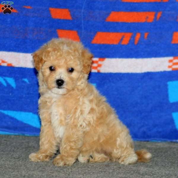 Becky, Bich-Poo Puppy
