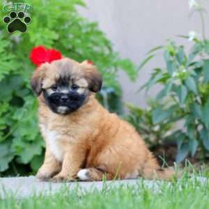 Becky, Shih Tzu Mix Puppy