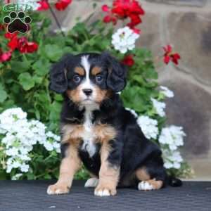 Becky, Miniature Bernese Mountain Dog Puppy