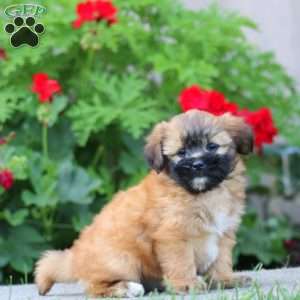 Becky, Shih Tzu Mix Puppy