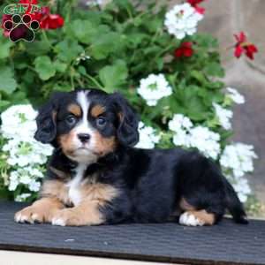 Becky, Miniature Bernese Mountain Dog Puppy