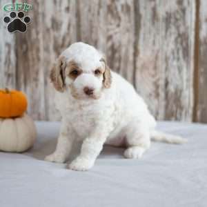 Bella, Mini Labradoodle Puppy