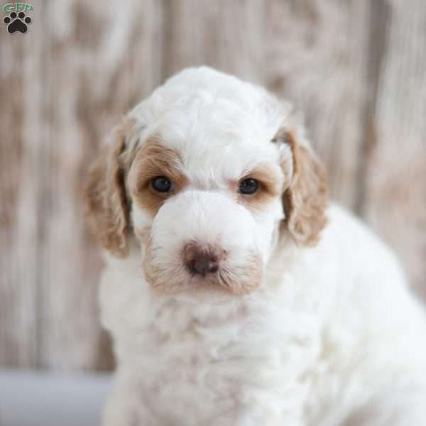 Bella, Mini Labradoodle Puppy
