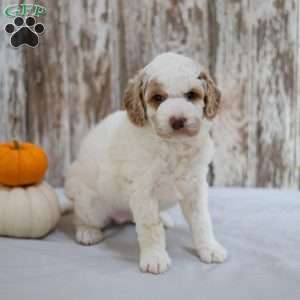 Bella, Mini Labradoodle Puppy